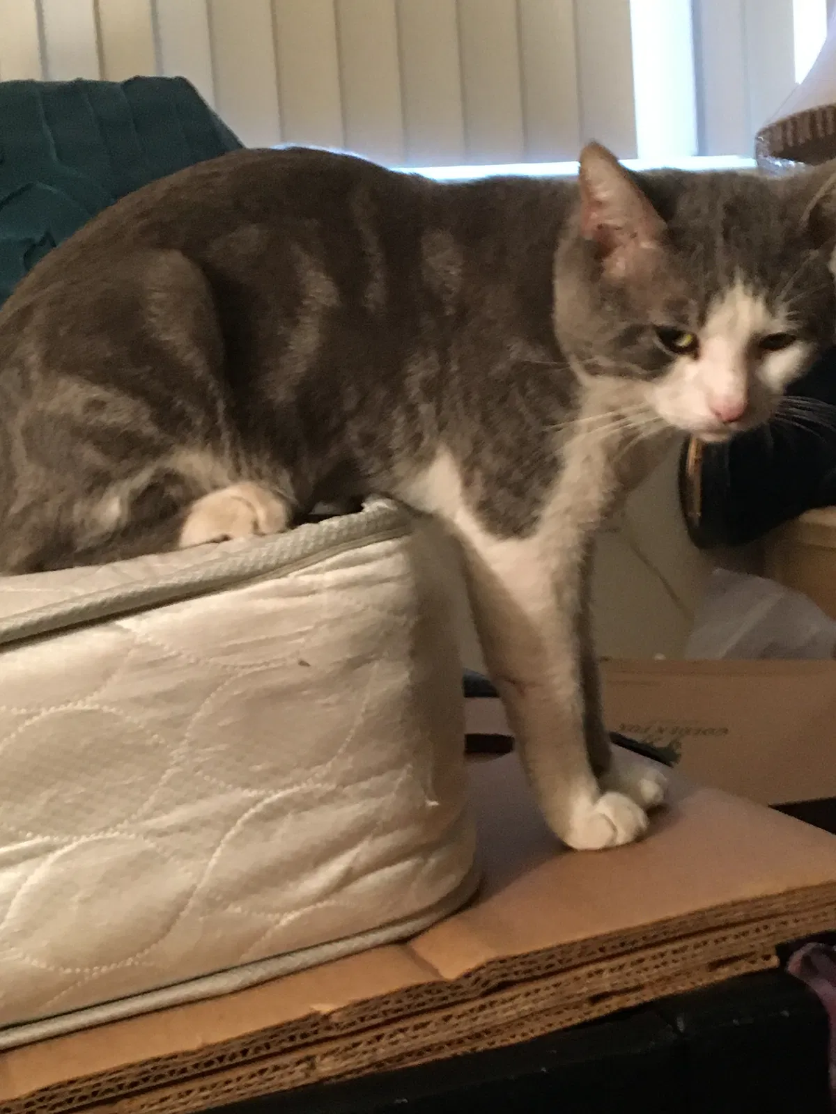 Lost cat in Somerton, AZ, 85350