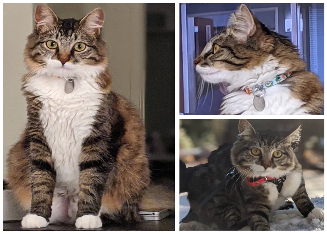 Lost cat in Greenfield, CA, 93927