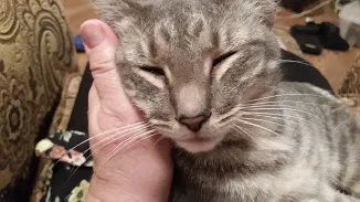 Lost cat in Auburndale, FL, 33823