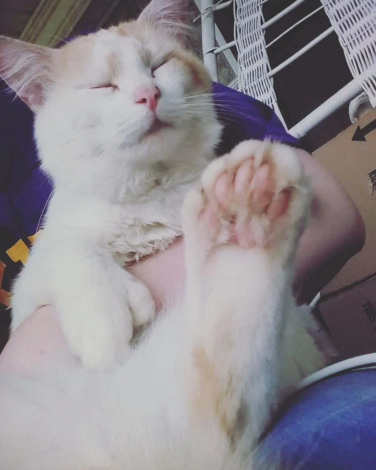 Lost cat in Crab Orchard, KY, 40419