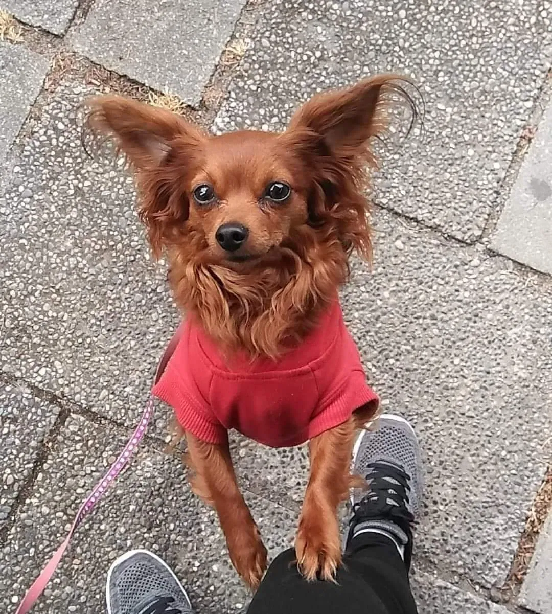 Lost dog in Everett, WA, 98208