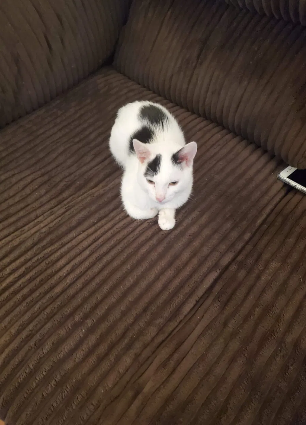 Lost cat in Antioch, CA, 94509