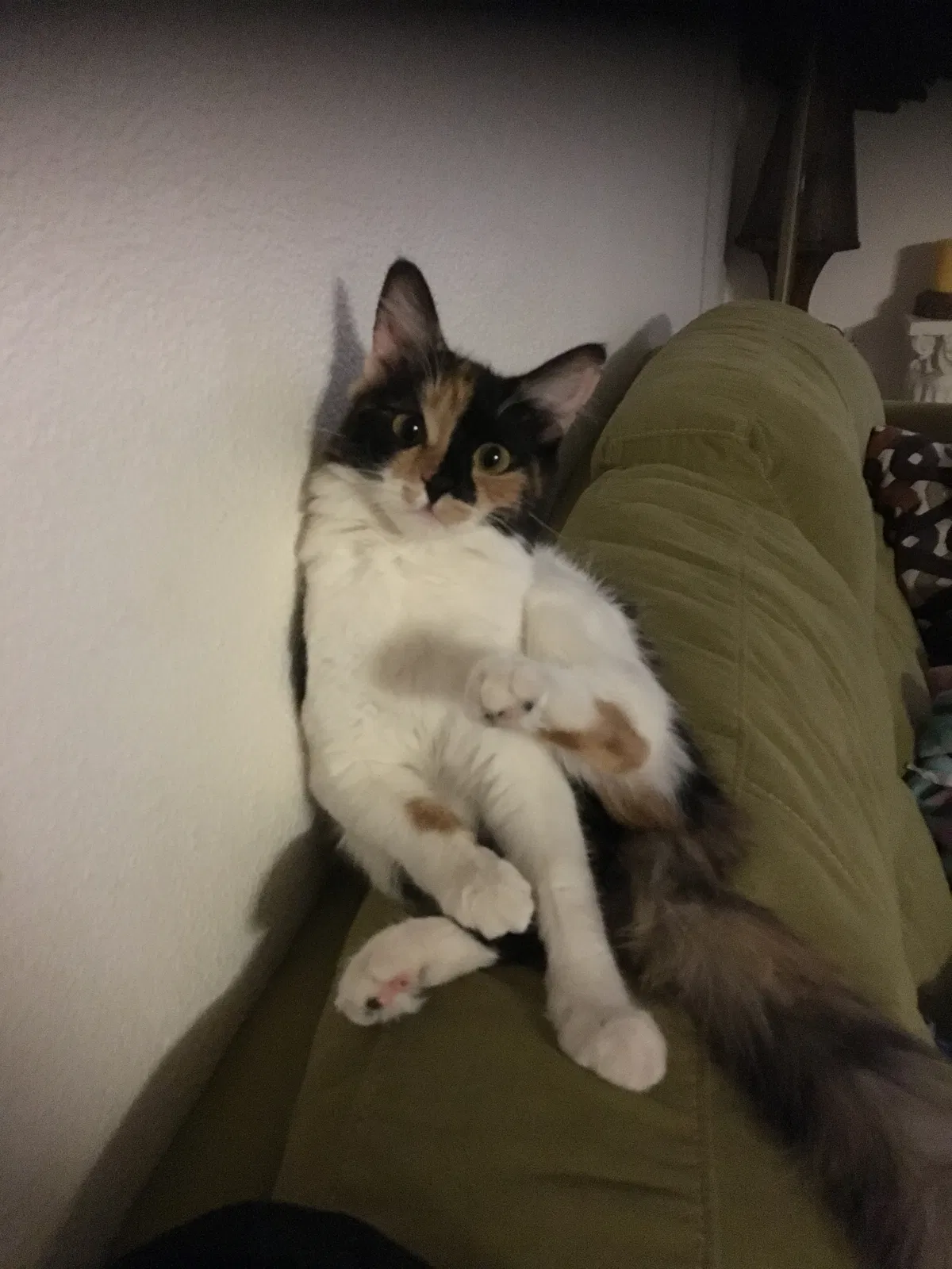 Lost cat in Somerton, AZ, 85350