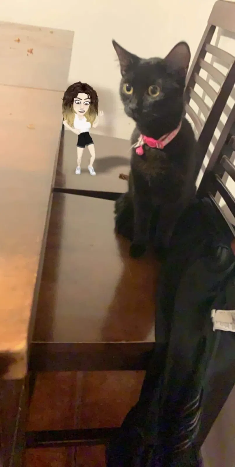 Lost cat in San Diego, CA, 92113