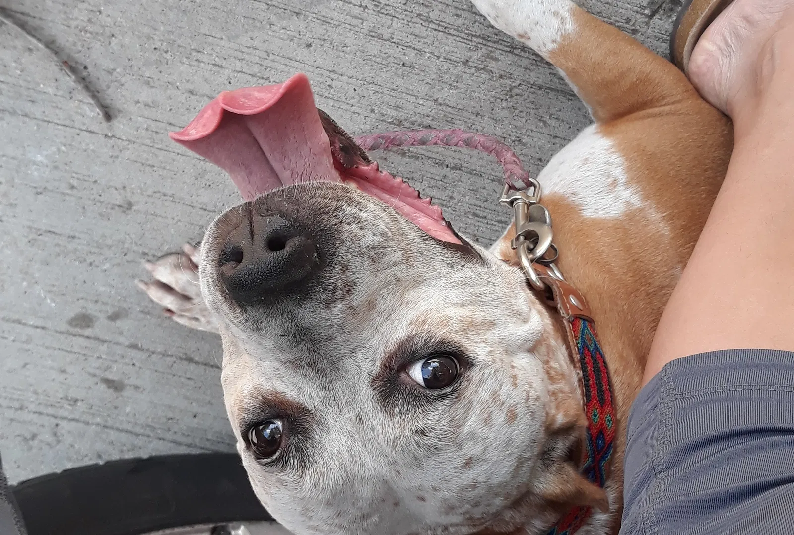 Found dog in Fort Worth, TX, 76107