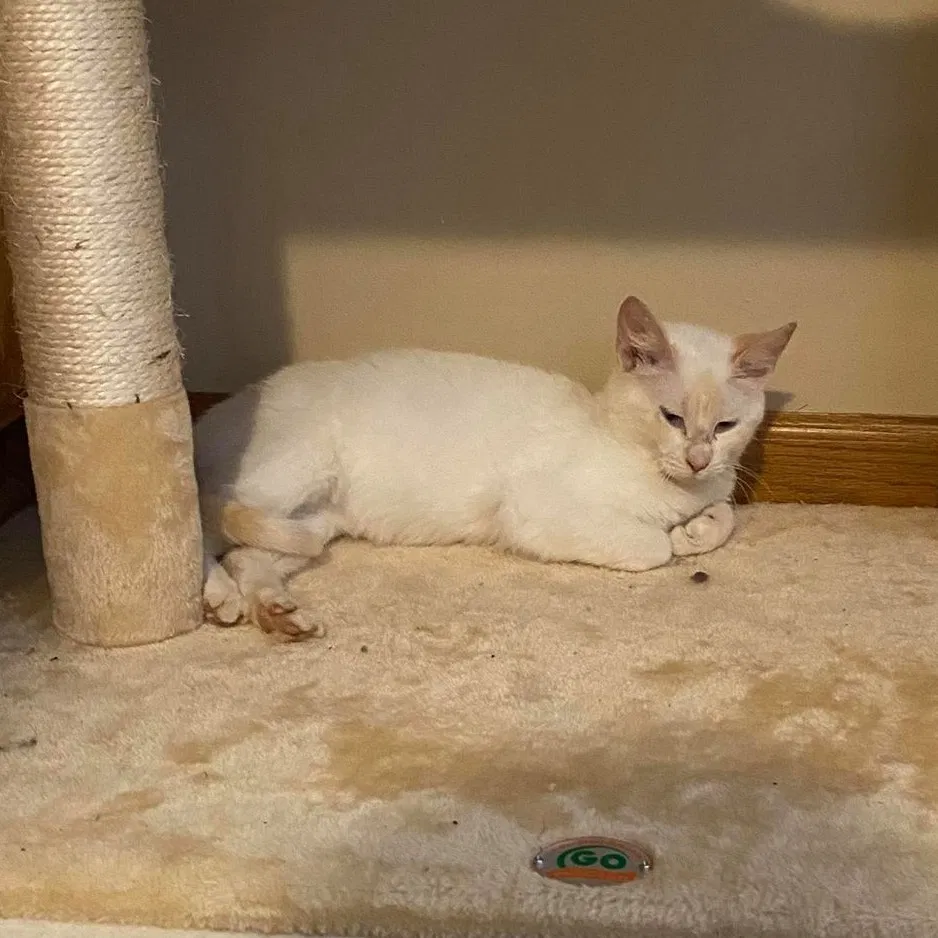 Lost cat in Saint Paul, MN, 55127