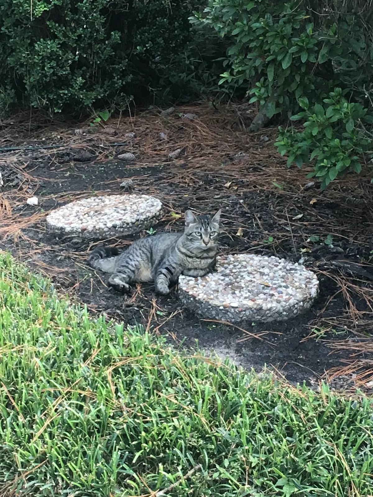 Lost cat in Kingwood, TX, 77339
