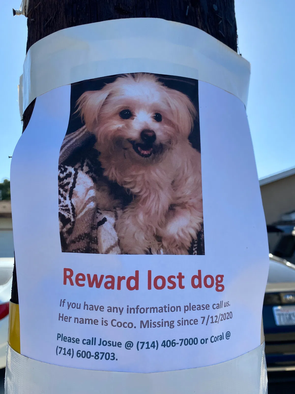 Lost dog in Stanton, CA, 90680