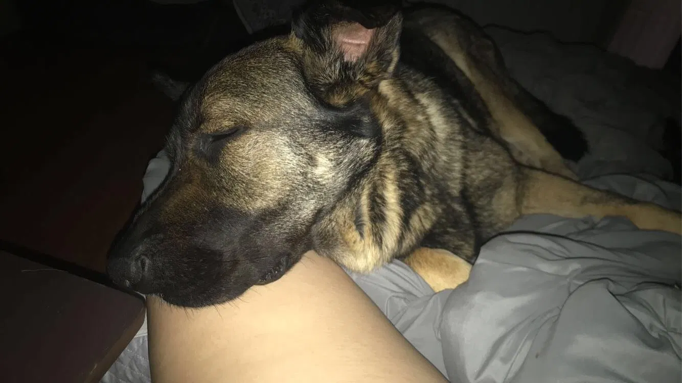Lost dog in Madill, OK, 73446