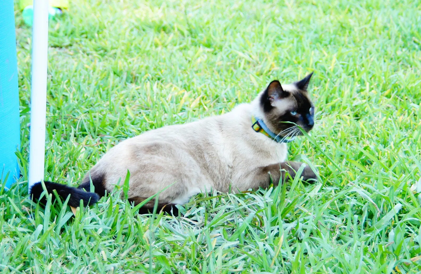Lost cat in Katy, TX, 77450