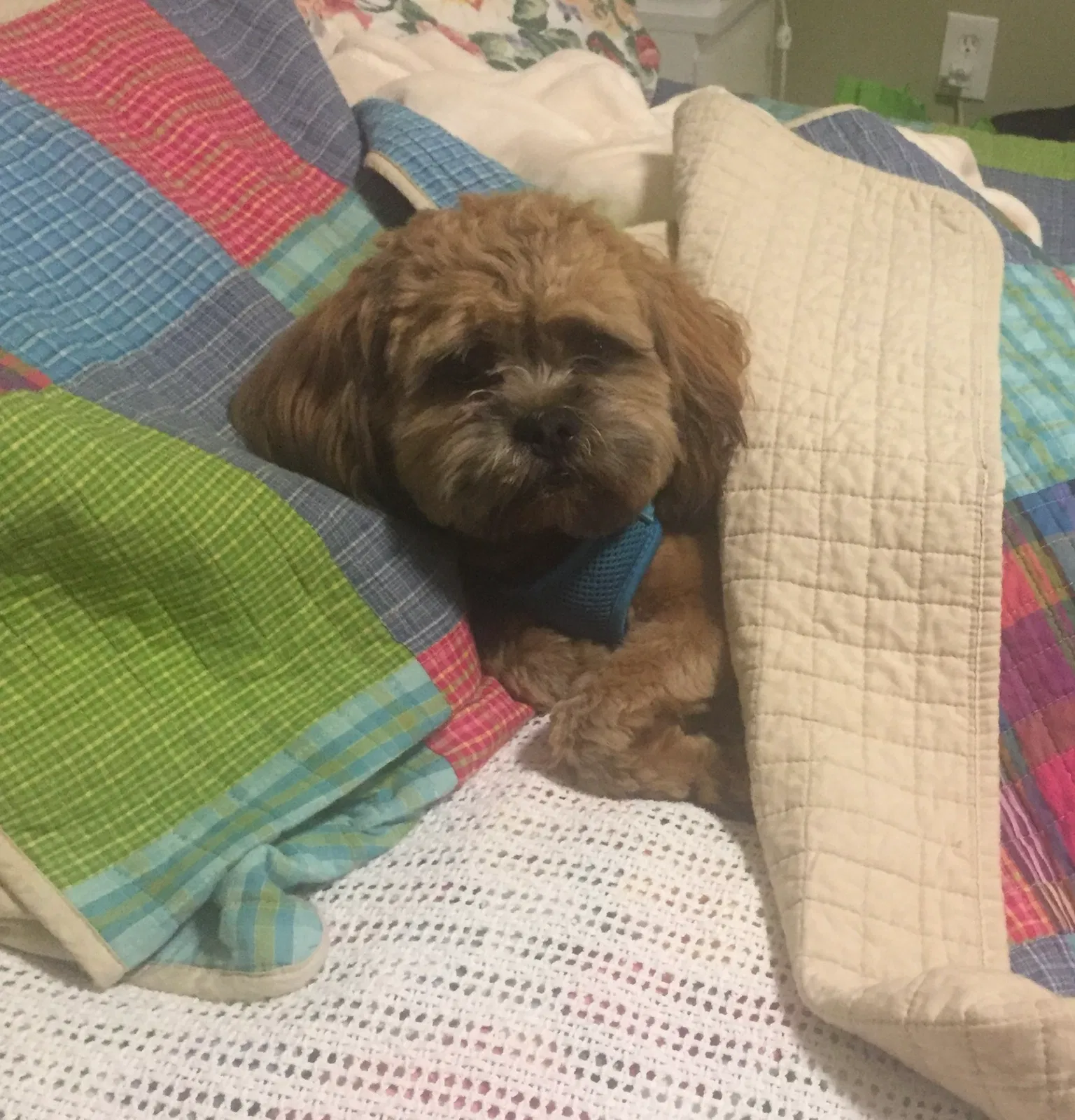 Lost dog in Bel Air, MD, 21014