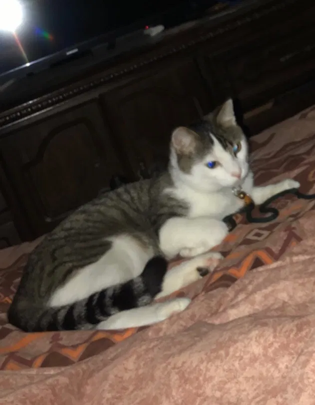 Lost cat in La Valle, WI, 53941