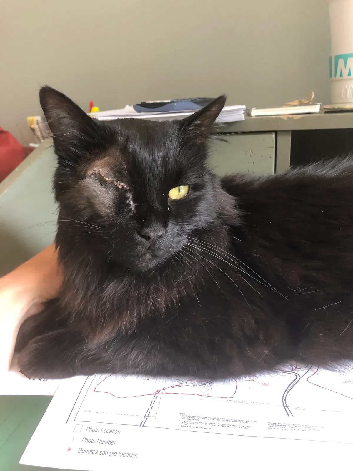Lost cat in Bryant, AR, 72022