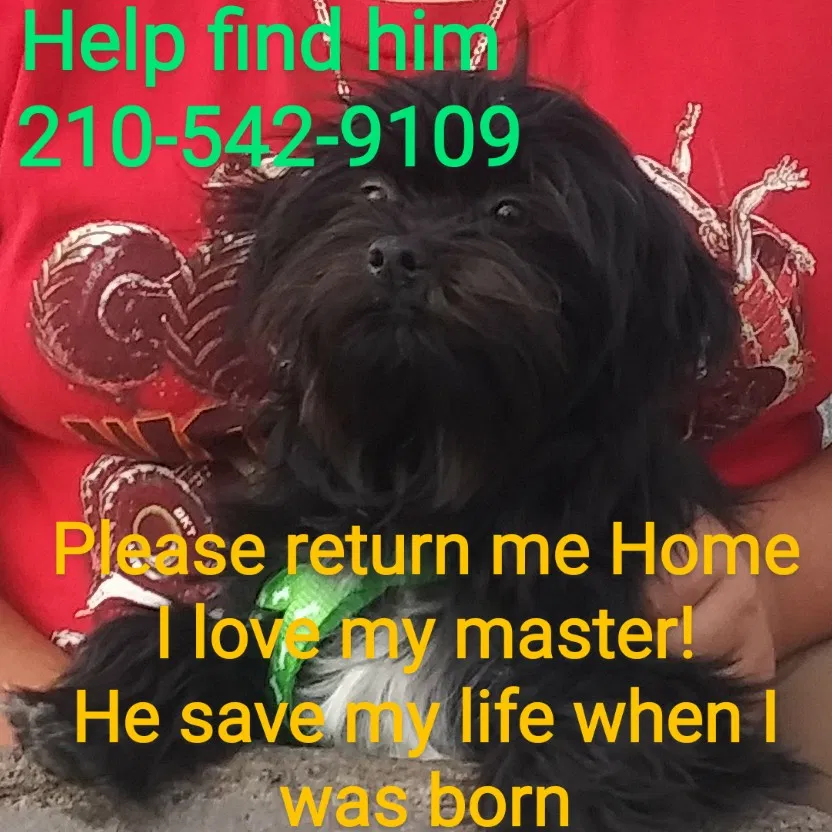 Lost dog in Corpus Christi, TX, 78405
