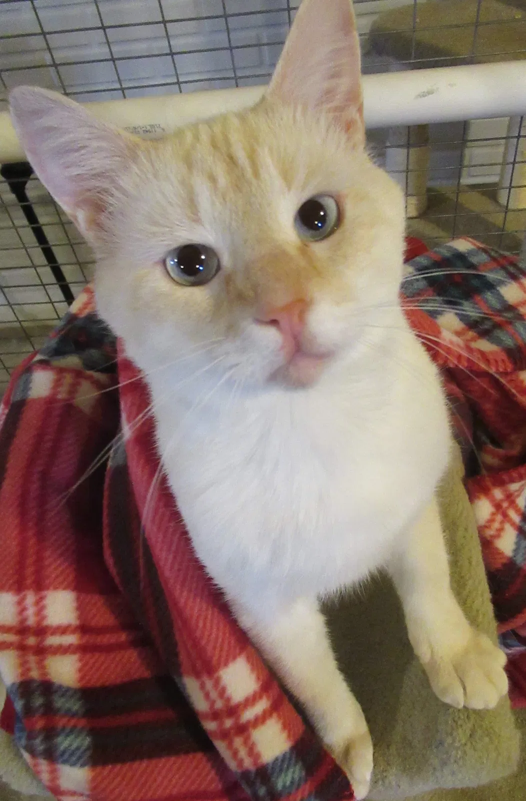 Lost cat in Littlestown, PA, 17340
