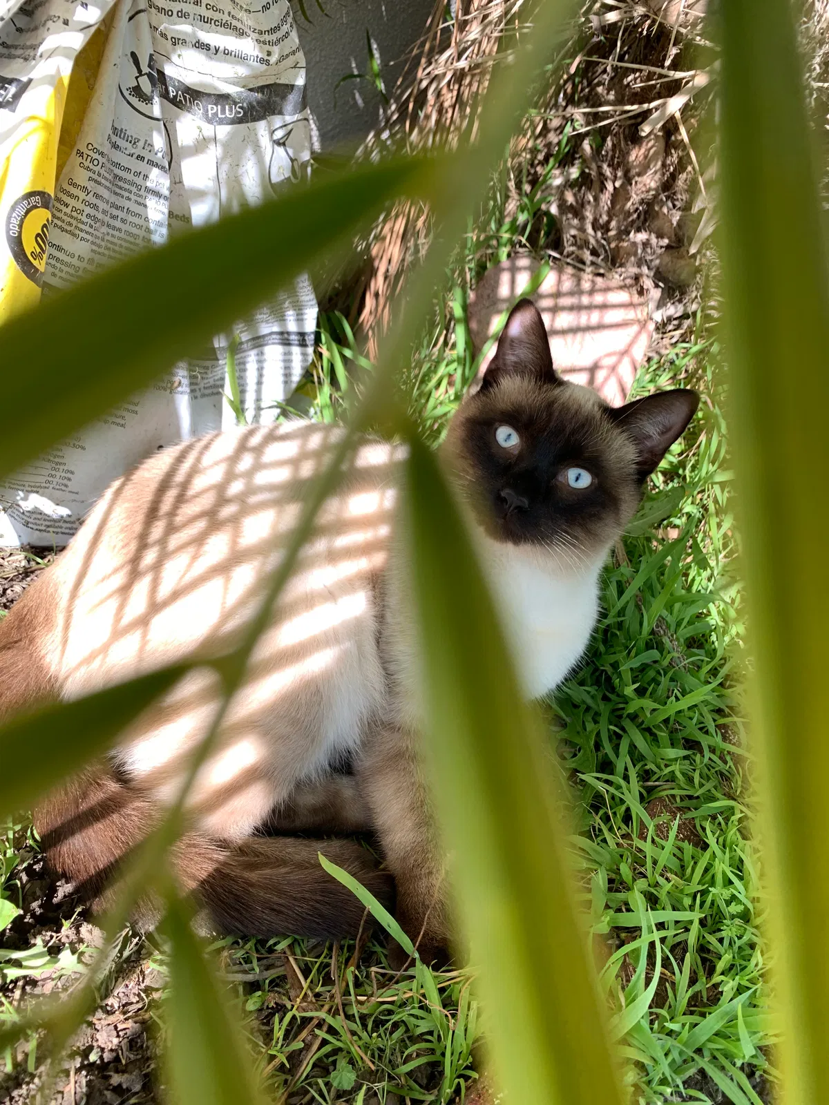 Lost cat in Oxnard, CA, 93033