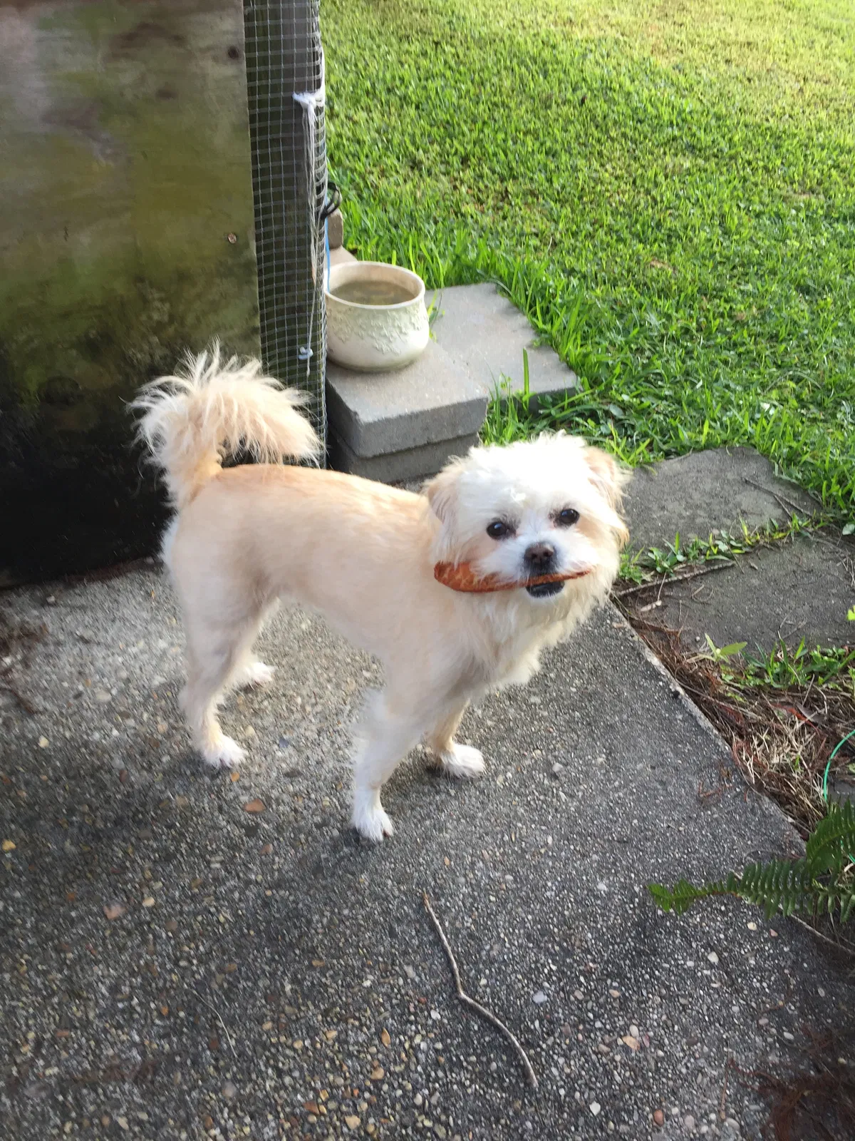 Lost dog in Perry, GA, 31069