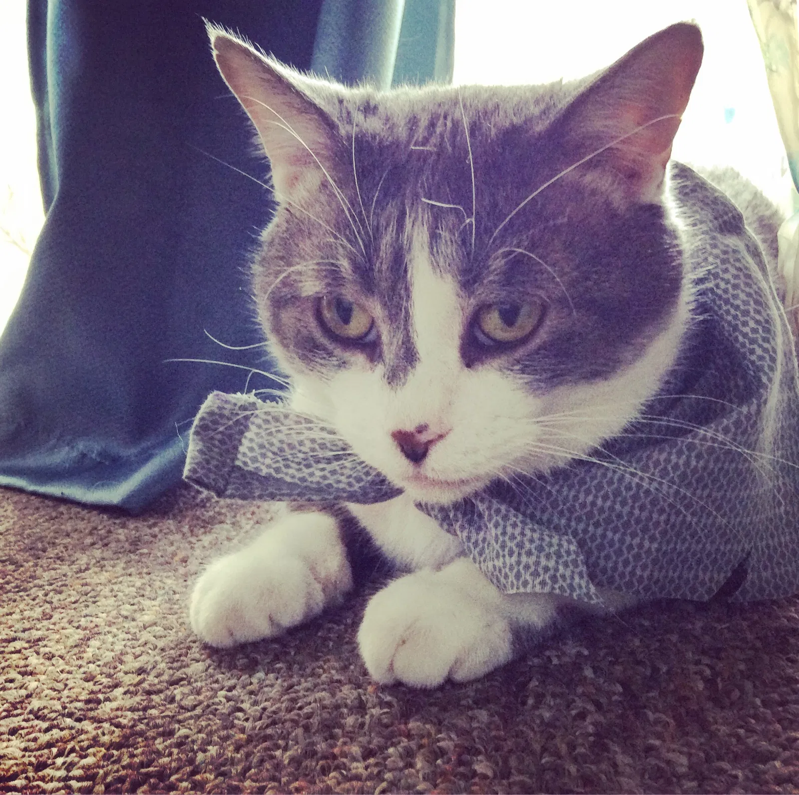 Lost cat in Paw Paw, MI, 49079