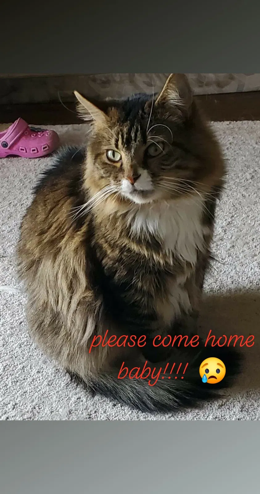 Lost cat in Layton, UT, 84041