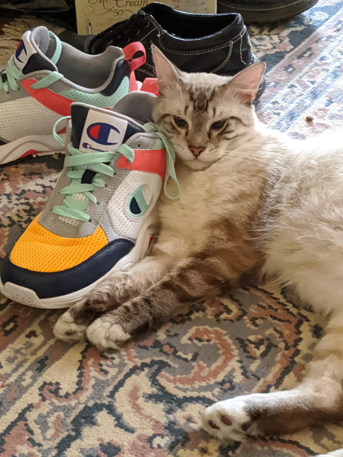 Lost cat in Pensacola, FL, 32514