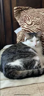 Lost cat in Lincoln, CA, 95648