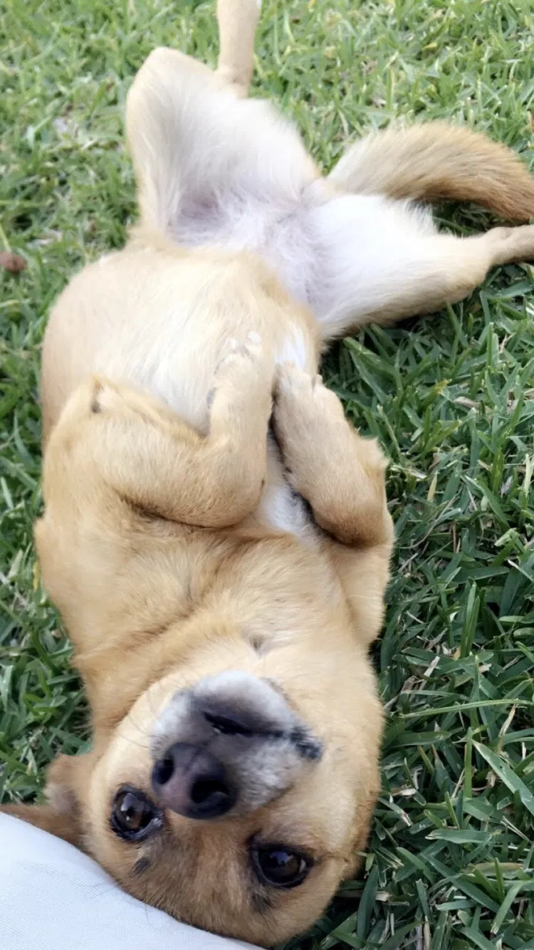 Lost dog in Somerton, AZ, 85350