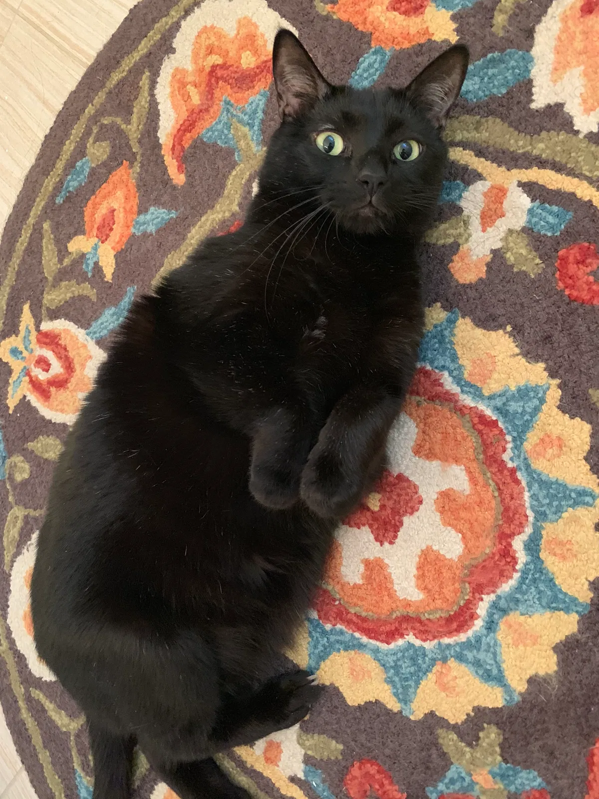 Lost cat in San Antonio, TX, 78259