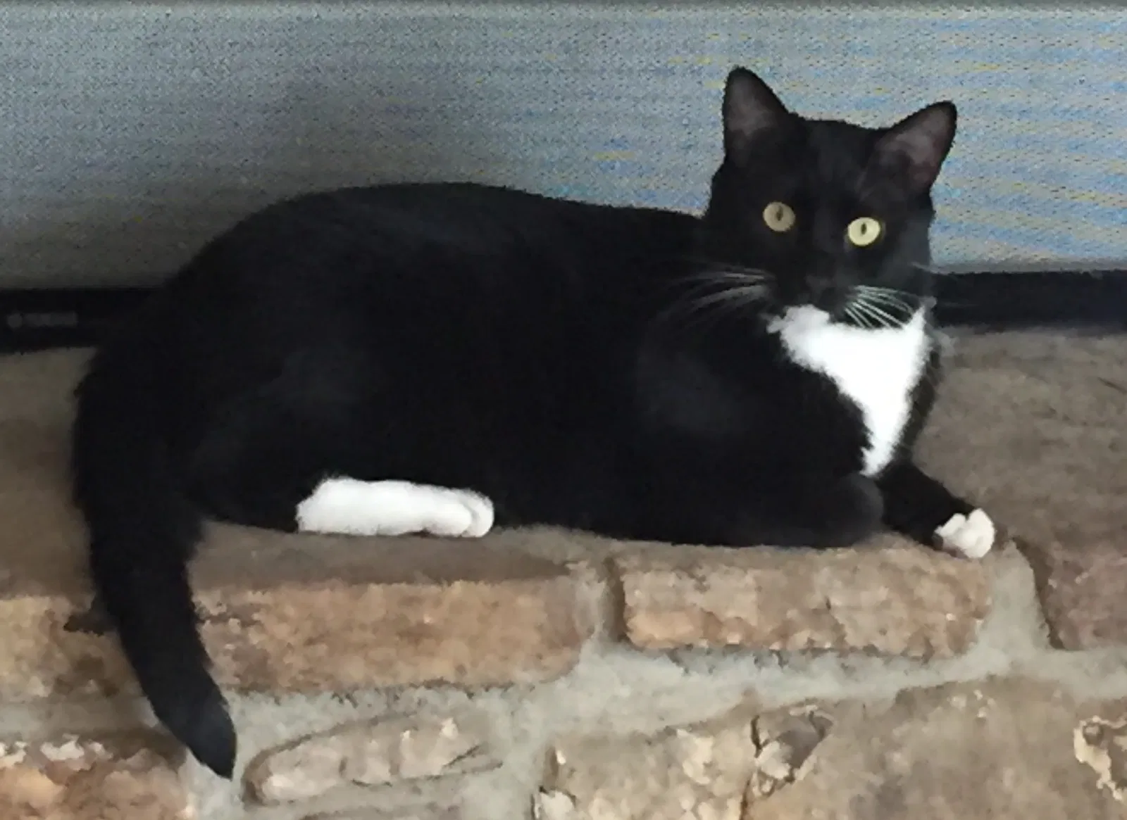Lost cat in Penhook, VA, 24137