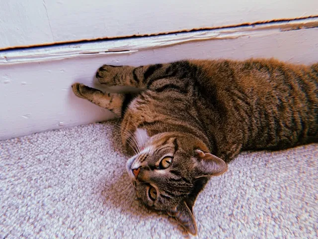 Lost cat in Putnam, CT, 6260