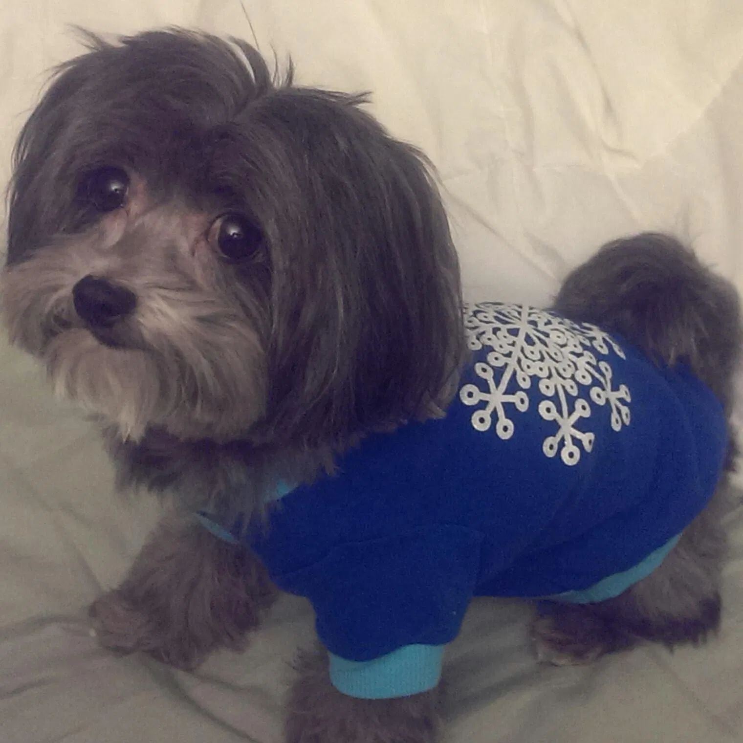 Lost dog in Fort Smith, AR, 72908