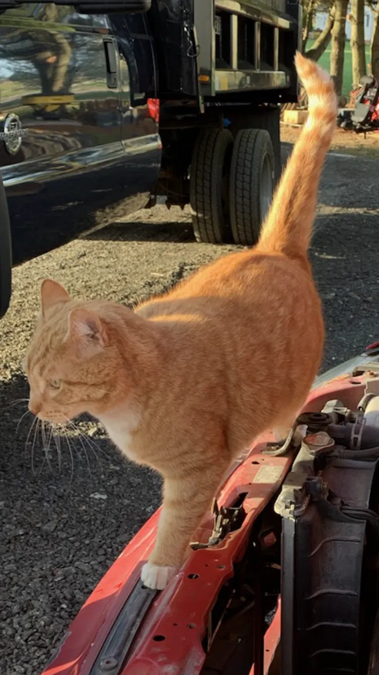 Lost cat in Pylesville, MD, 21132