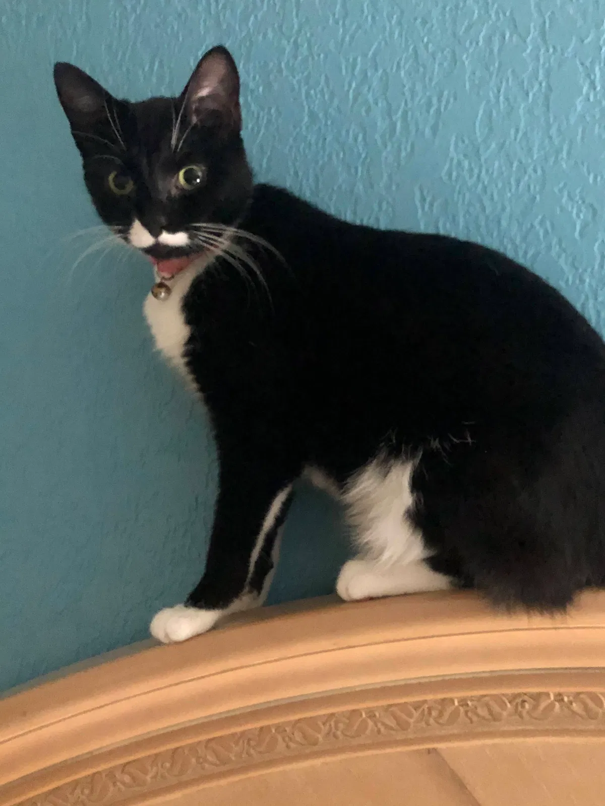 Lost cat in Ocala, FL, 34482