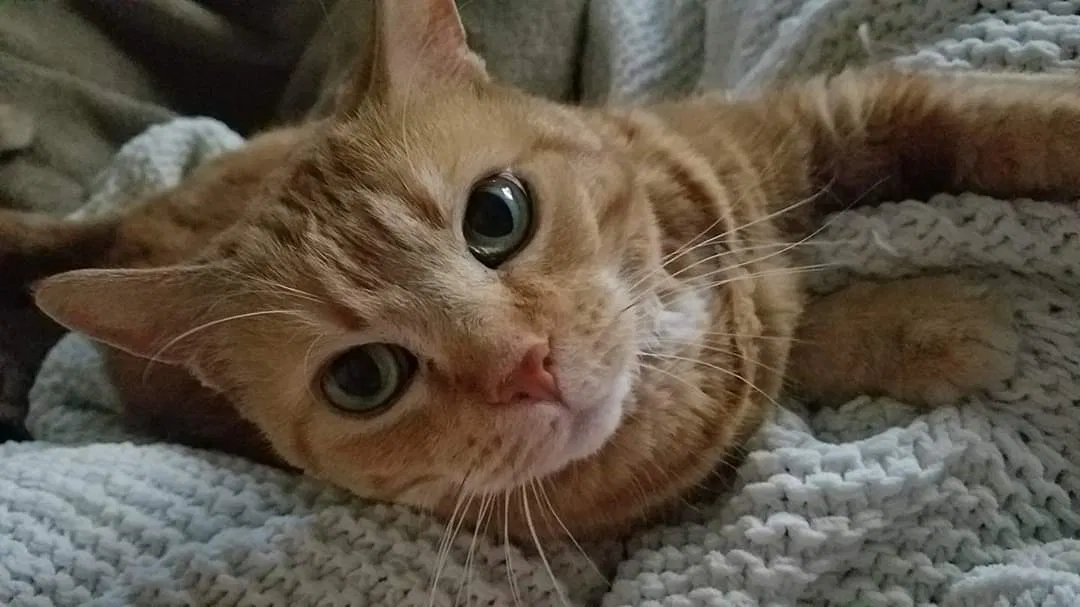 Lost cat in Baltimore, MD, 21223
