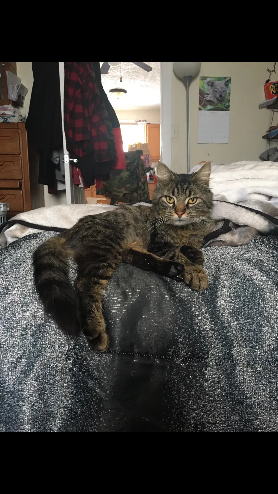 Lost cat in Muncie, IN, 47302