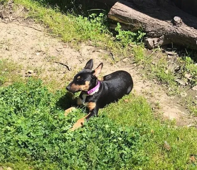 Lost dog in Santa Cruz, CA, 95060