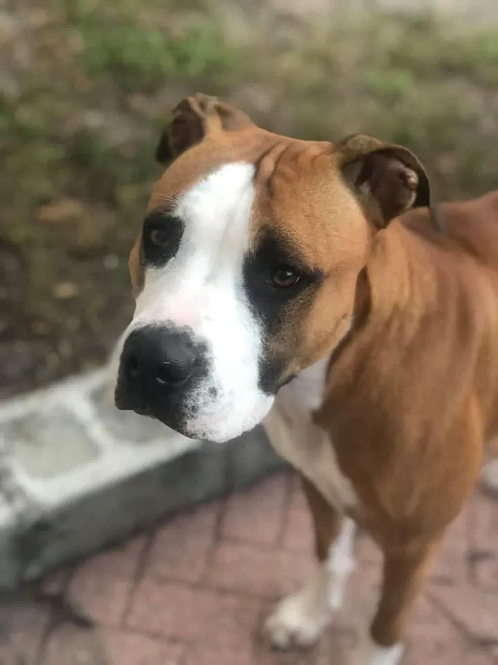 Lost dog in Orlando, FL, 32817