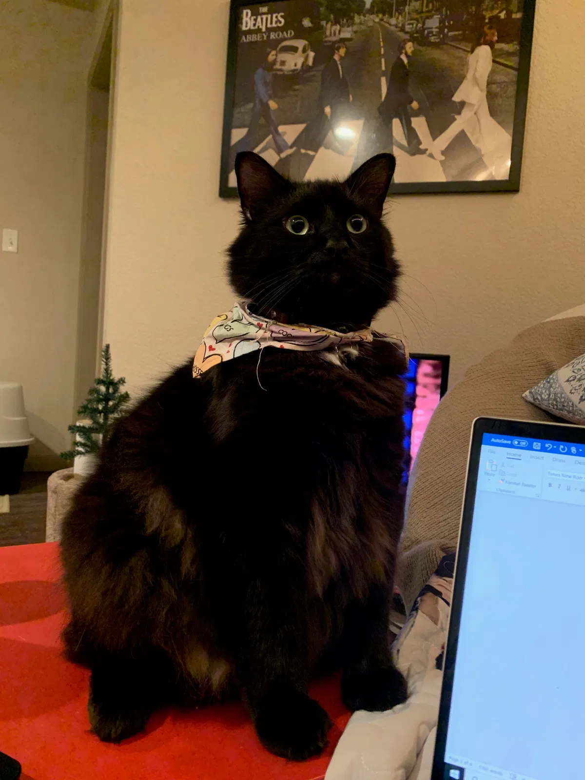 Lost cat in Cypress, TX, 77429