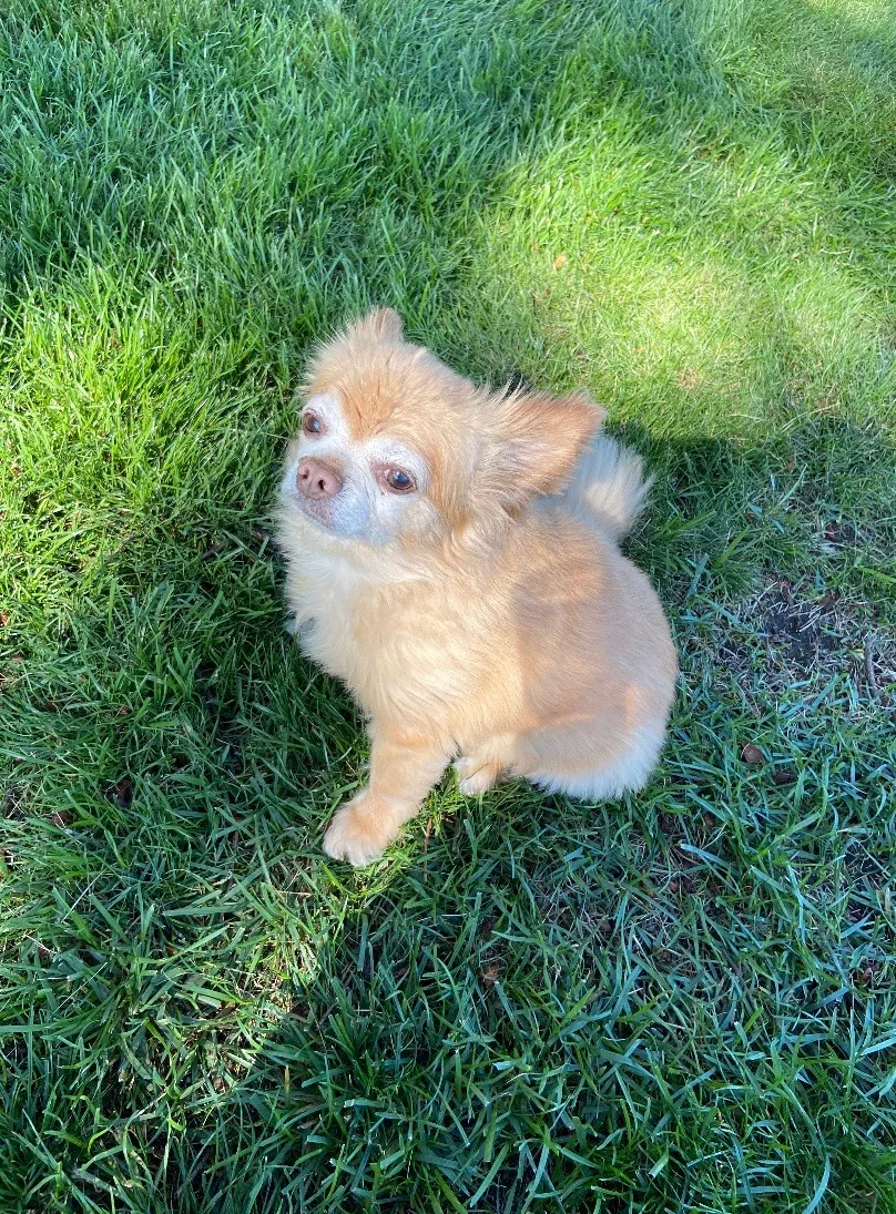 Lost dog in Gig Harbor, WA, 98335