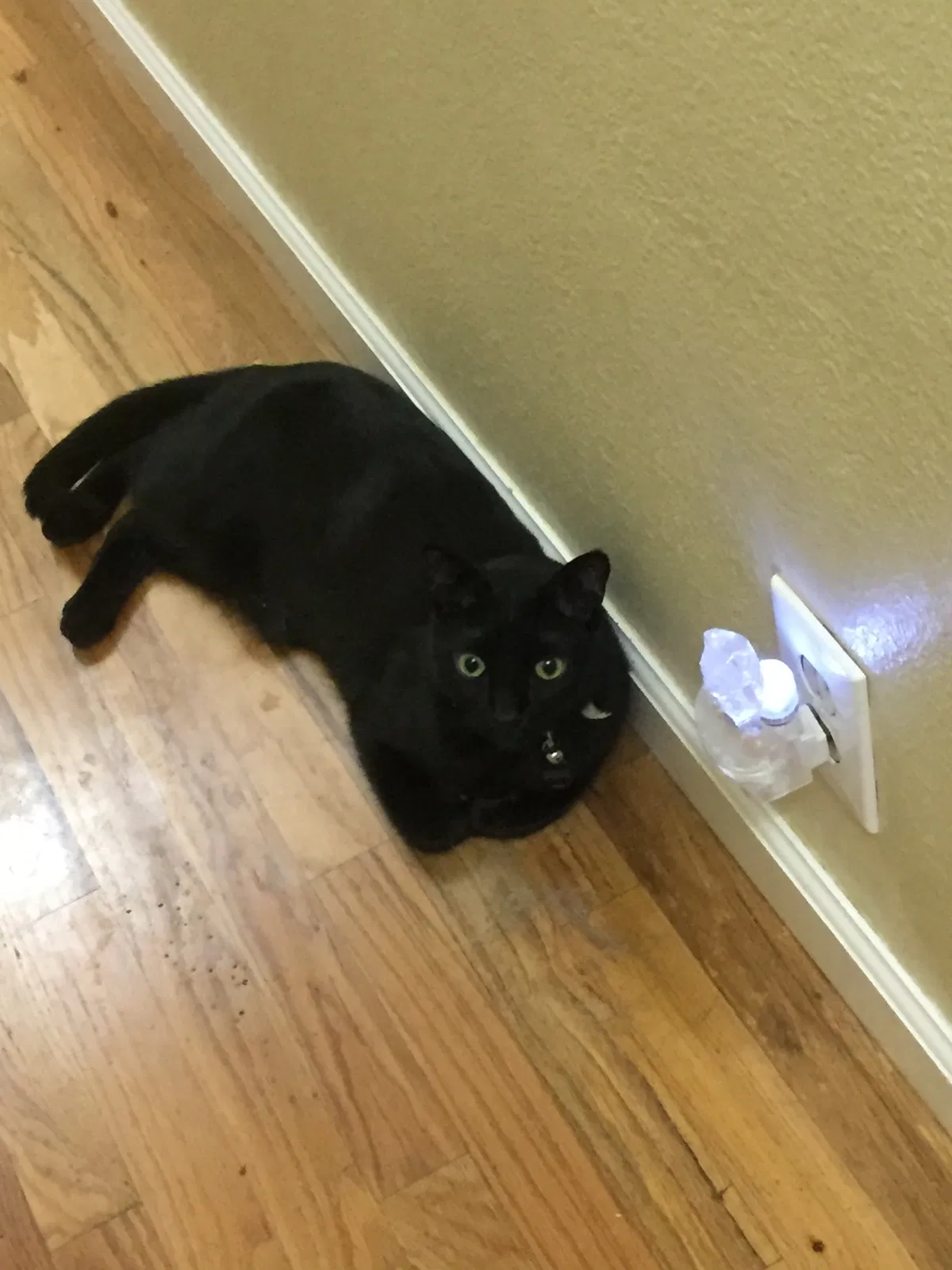 Lost cat in Chico, CA, 95928