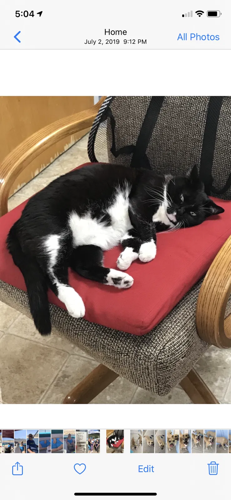 Lost cat in La Mesa, CA, 91941