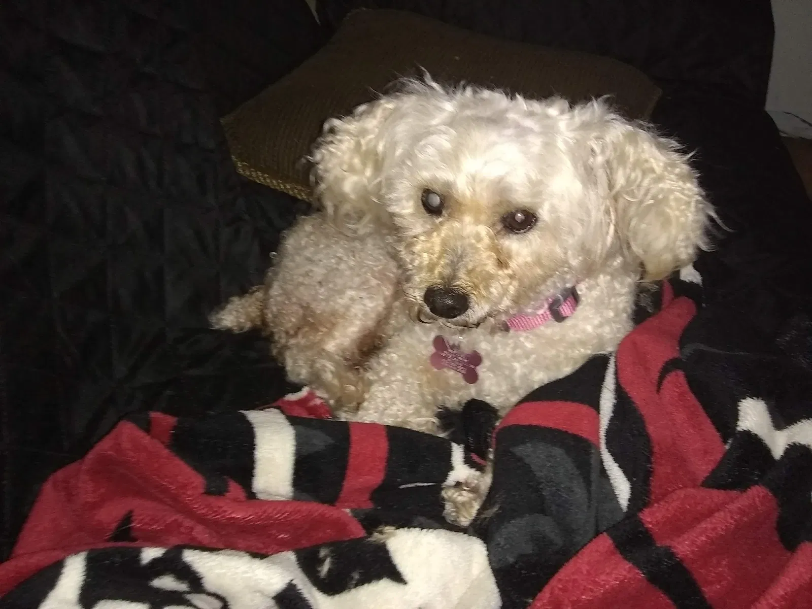 Lost dog in Seffner, FL, 33584