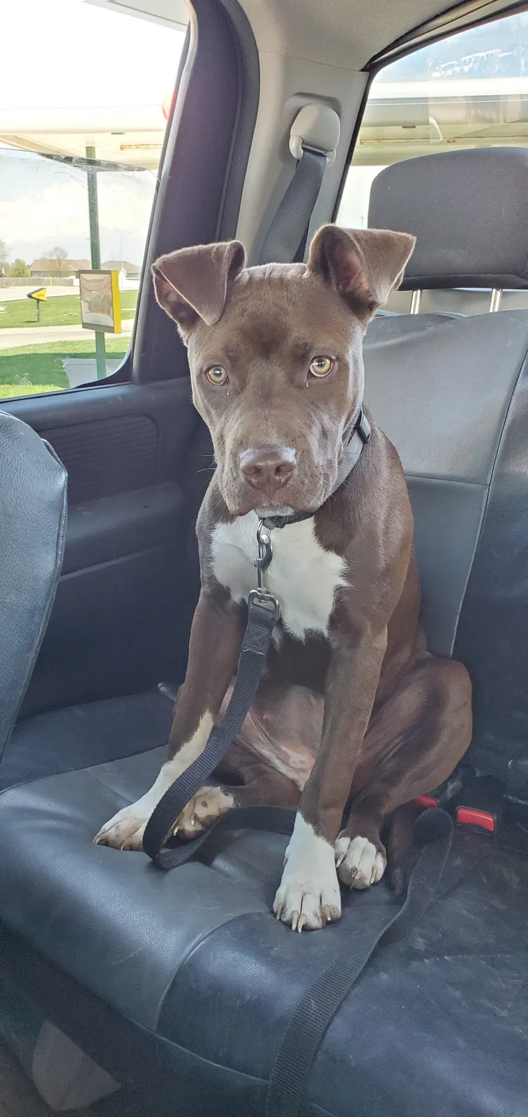 Lost dog in Lincoln, NE, 68506