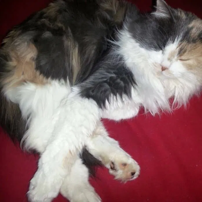 Lost cat in Kalispell, MT, 59901