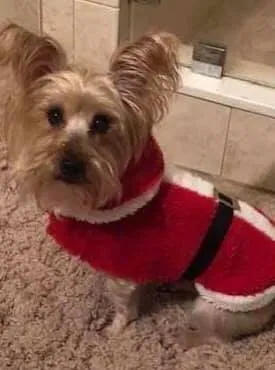 Lost dog in Livonia, MI, 48152