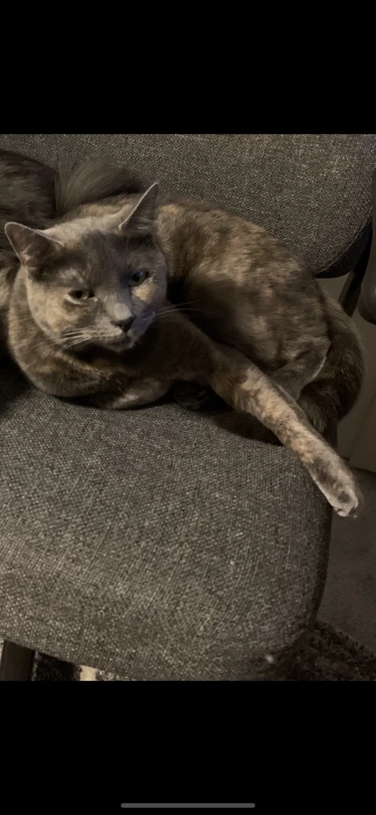 Lost cat in Olympia, WA, 98512