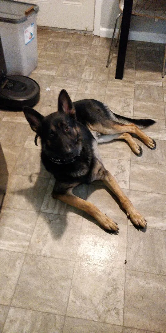 Lost dog in Richmond, CA, 94804