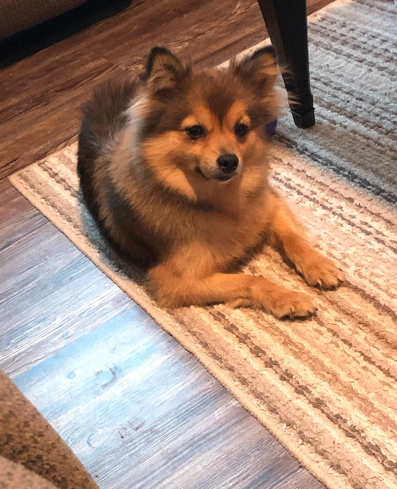 Lost dog in Grant, AL, 35747