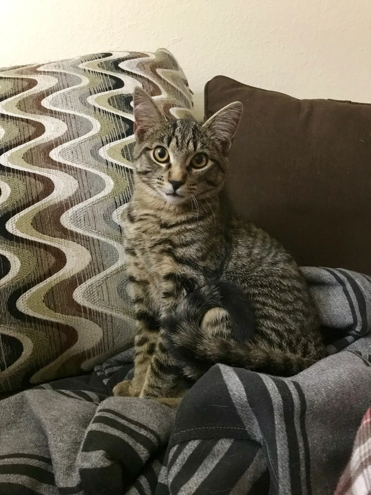 Lost cat in Arvada, CO, 80003