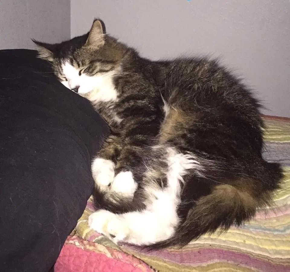 Lost cat in Jacksonville, FL, 32211