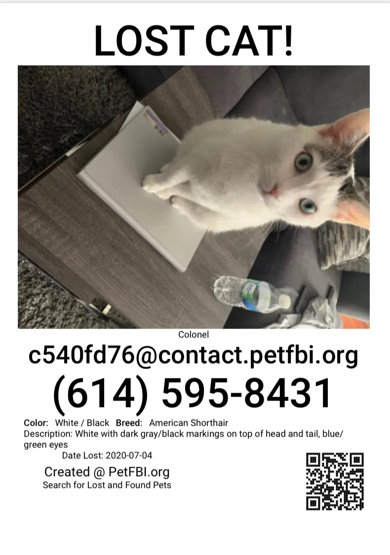 Lost cat in New Albany, OH, 43054